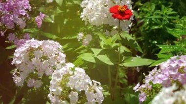 Bahçede yakın plan pembe Phlox çiçeği