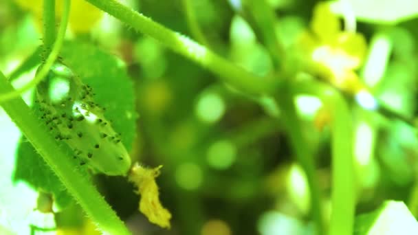 夏の庭のキュウリの植物 — ストック動画