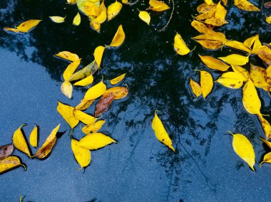 Sarı sonbahar yapraklarının yumuşak ve seçici odağı asfaltta bir su birikintisinde ve ağaç dallarının yansımasında yatıyor. Sonbahar havası arka planı, sonbahar yapraklarının düşüşü manzarası