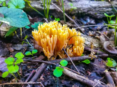 Sonbahar, yakın plan mantarlar yeşil çimlerde