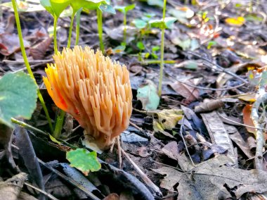 Sonbahar, yakın plan mantarlar yeşil çimlerde