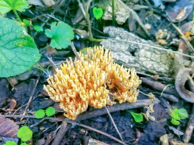 Sonbahar, yakın plan mantarlar yeşil çimlerde