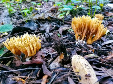 Sonbahar, yakın plan mantarlar yeşil çimlerde