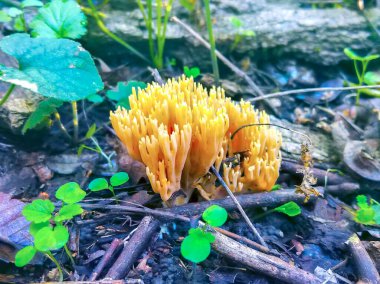 Sonbahar, yakın plan mantarlar yeşil çimlerde