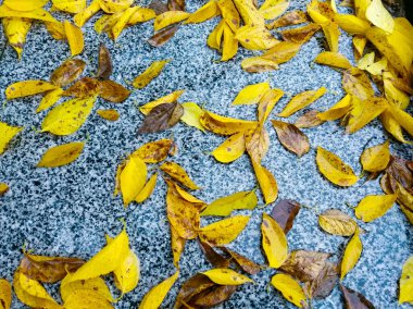 Sarı sonbahar yapraklarının yumuşak ve seçici odağı asfaltta bir su birikintisinde ve ağaç dallarının yansımasında yatıyor. Sonbahar havası arka planı, sonbahar yapraklarının düşüşü manzarası