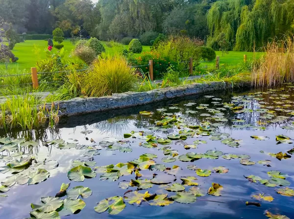 Big green leafs of a waterlilly pant in the pool, with reflection of trees and sky in the water