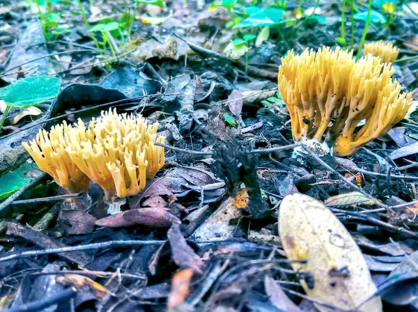 Autumn Closeup Mushrooms Green Grass — Stock Photo, Image