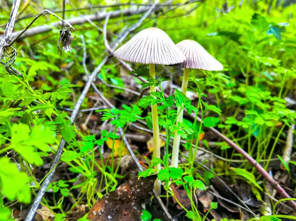 Outono Closeup Cogumelos Grama Verde — Fotografia de Stock