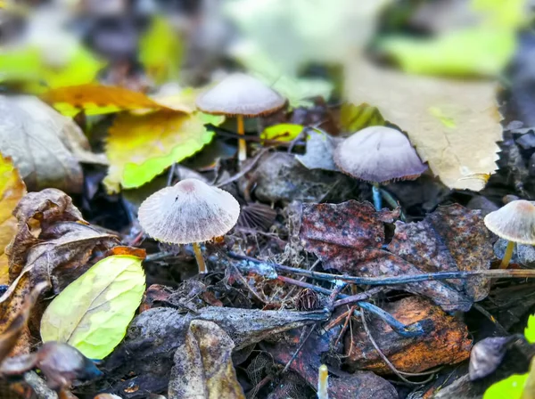 Herfst Close Champignons Groen Gras — Stockfoto