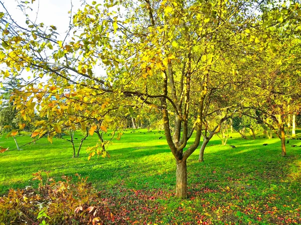 Jesienny Park Słoneczny Dzień — Zdjęcie stockowe