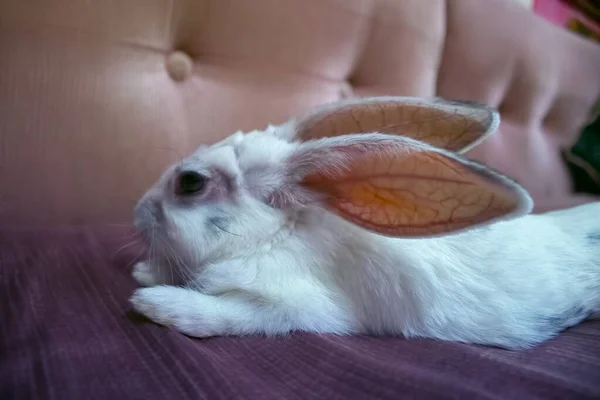 Egy Aranyos Fehér Nyúl Lazít Kanapén — Stock Fotó