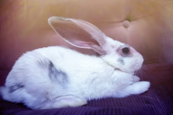 Симпатичный Белый Кролик Отдыхающий Диване — стоковое фото