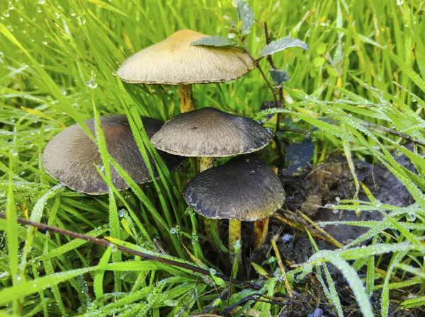 Herfst Close Champignons Groen Gras — Stockfoto