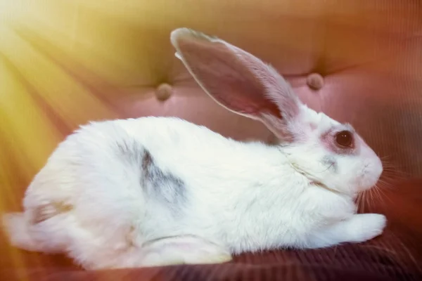 Lindo Conejo Blanco Relajándose Sofá — Foto de Stock