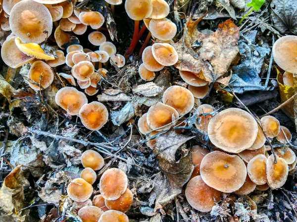 Herfst Close Champignons Groen Gras — Stockfoto