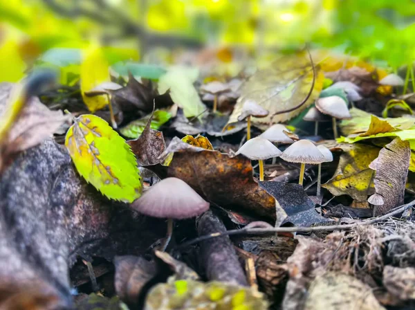 Autumn Closeup Mushrooms Green Grass — Stock Photo, Image