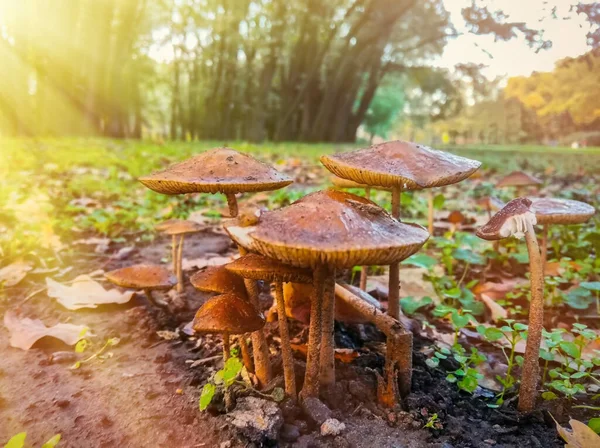 Otoño Champiñones Cerca Hierba Verde —  Fotos de Stock