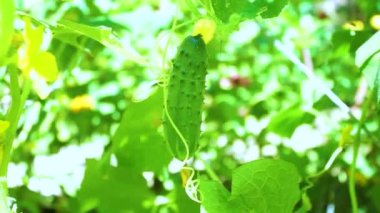 Yaz bahçesinde salatalık.