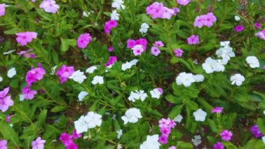 Bahçedeki pembe ve beyaz çiçekler, arka plan.