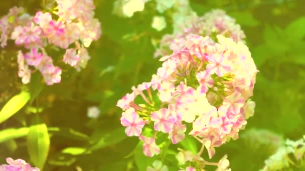Крупный План Розовый Цветок Флокс Саду — стоковое видео