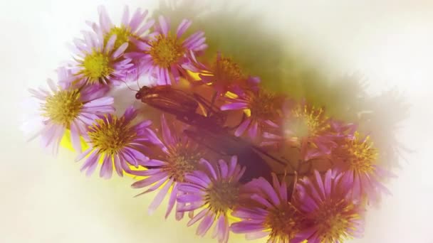 用白色背景的花朵把死了的螳螂关在棺材里 背景之间的超现实的光环 — 图库视频影像