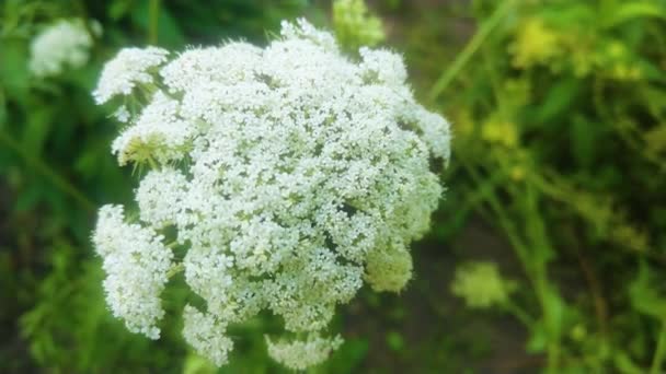 Witte Dille Bloem Verse Gezonde Kruiden Met Paraplu Vormige Zaden — Stockvideo