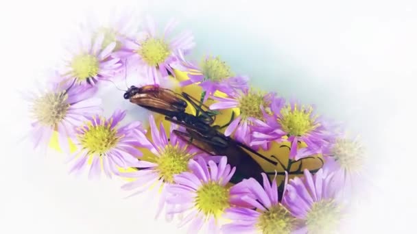 Closeup Dead Mantis Coffin Flowers White Background Surreal Halloween Background — Stock Video