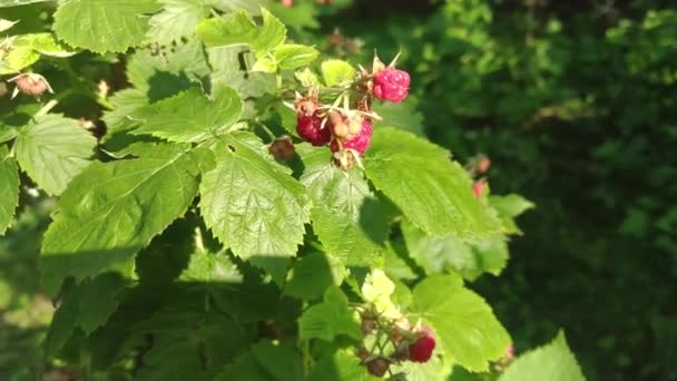 Rote Himbeeren Und Grüne Blätter Garten Nahaufnahme — Stockvideo