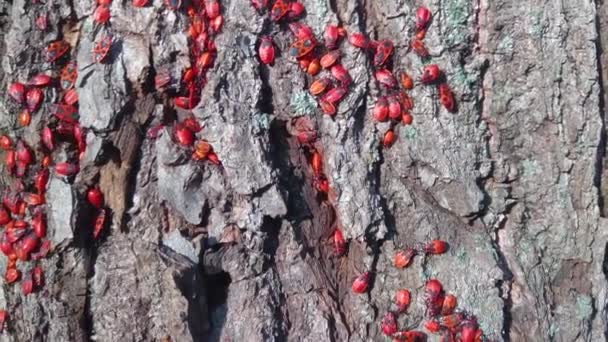 Close Many Firebug Red Beetle Group Macro — стоковое видео