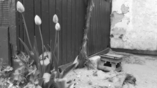 Frühling Rote Tulpenblüte Garten — Stockvideo