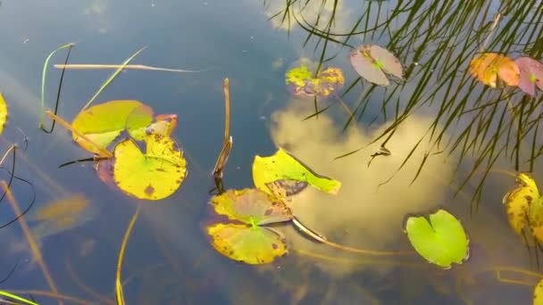 プール内の水生植物の大きな緑の葉は 水の中の木や空の反射と — ストック動画