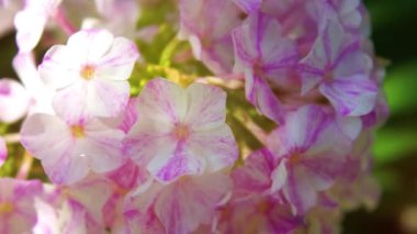 Bahçede yakın plan pembe Phlox çiçeği