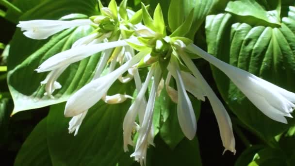 Flor Branca Florescente Hosta Também Funkia Família Espargos Lírio Branco — Vídeo de Stock