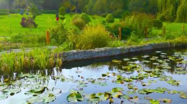 Yeşil yaz parkında nilüfer yapraklı gölet.