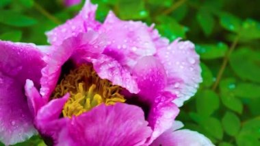 Pembe ve Sarı şakayık çiçeğinin yakın çekimi. Yapraklı yapraklı şakayık çiçeği