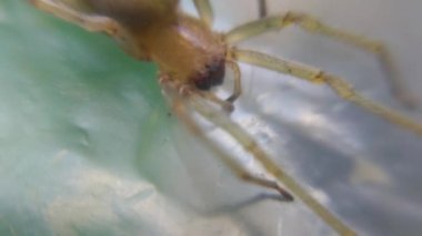 Makro büyük kıllı örümcek, yakın plan.