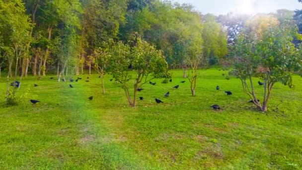 Crows Walks Lawn Search Food — Stock Video