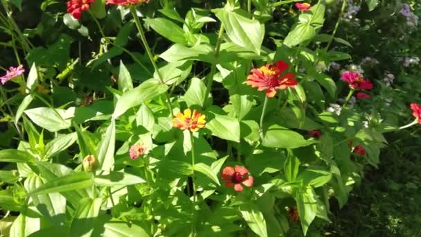 Nahaufnahme Roter Zinnia Blumen Die Garten Blühen — Stockvideo