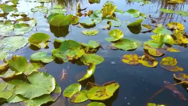 緑の夏公園に睡蓮の葉を持つ池 — ストック動画