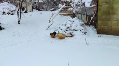 Karda iki ördek, kış