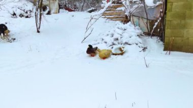 Karda iki ördek, kış