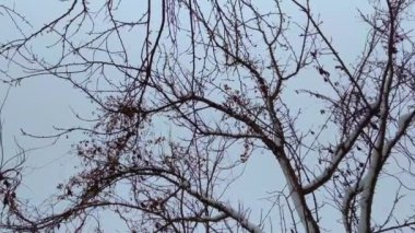 Kış ormanı, güneşli bir günde ağaçlar