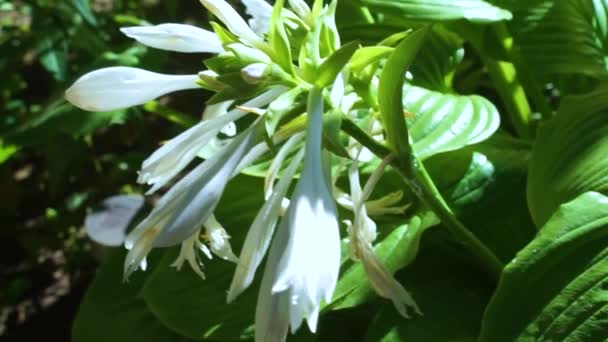 Flor Branca Florescente Hosta Também Funkia Família Espargos Lírio Branco — Vídeo de Stock