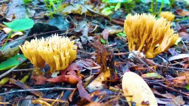 Outono Closeup Cogumelos Grama Verde — Vídeo de Stock