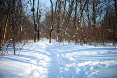 Kış ormanı, güneşli bir günde ağaçlar