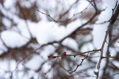 Karla kaplı kış dalları