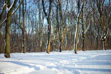 Kış ormanı, güneşli bir günde ağaçlar