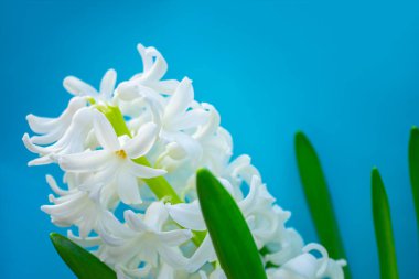 bahar beyaz sümbül çiçekleri renk arkaplanda