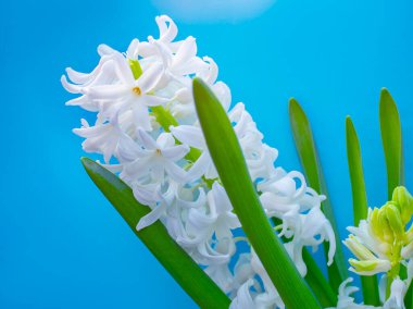 bahar beyaz sümbül çiçekleri renk arkaplanda