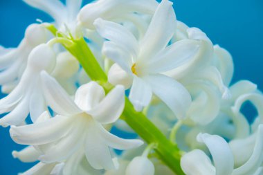 bahar beyaz sümbül çiçekleri renk arkaplanda